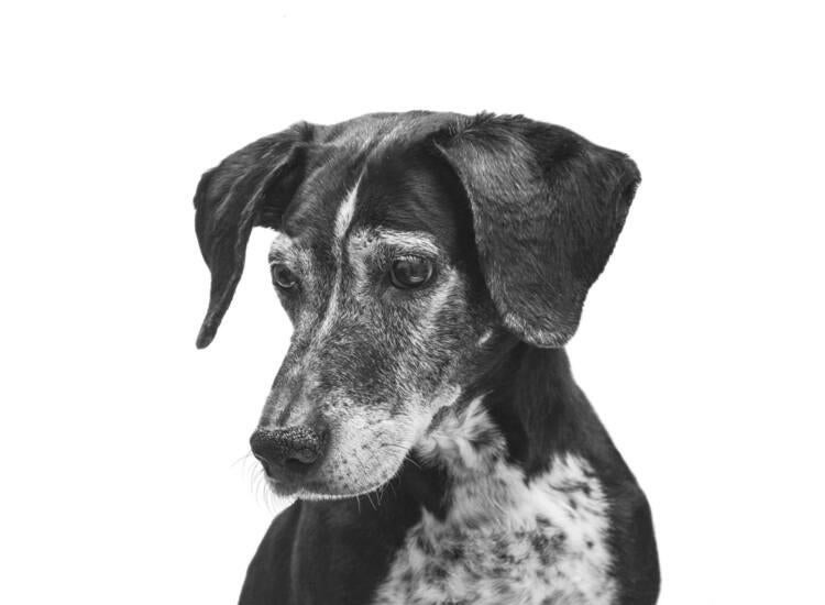 black and white photo of dog looking into distance